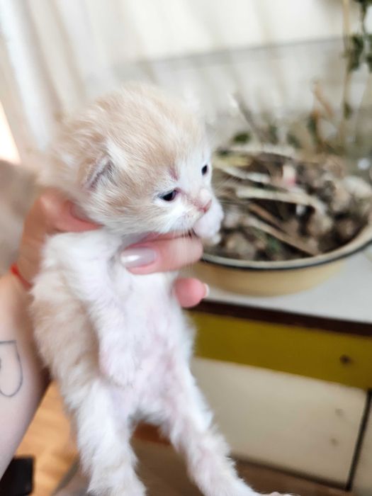 Кошенята безкоштовно