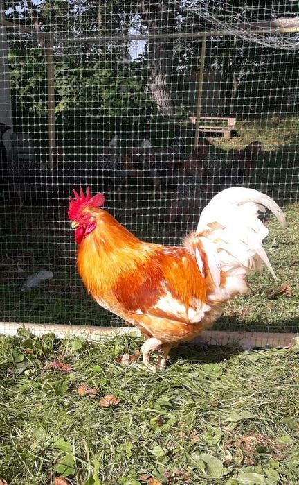 Кури Міні М'ясні (мини мясные) яйця