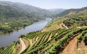 Azeite da Zona Demarcada Do Douro