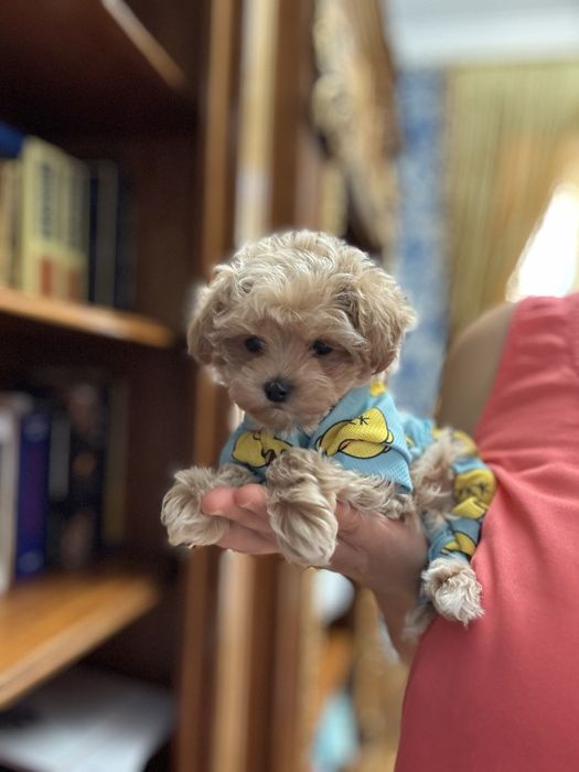 Мальтипу ф1 мини щенок мальчик