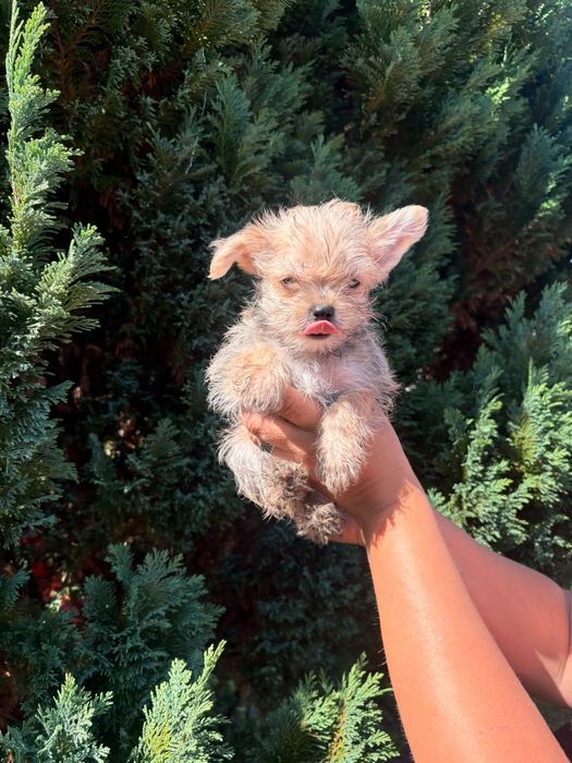 Yorkshire terrier