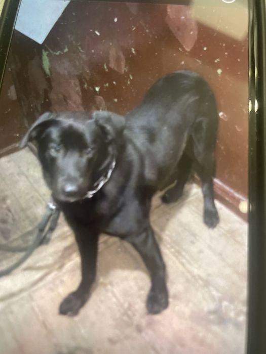 Oddam w dobre ręce . Bambo.