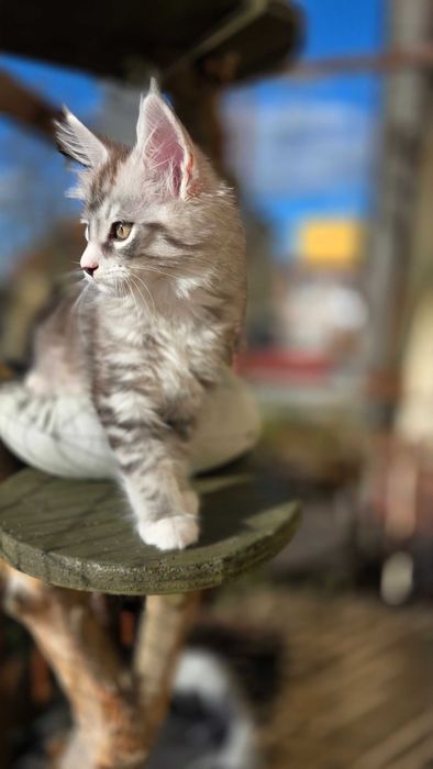 Czarne sreberka z białym tygrysiopręgowane z rodowodem FPL