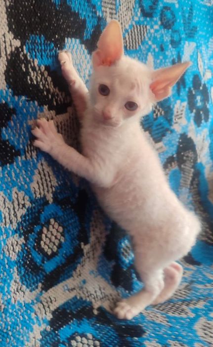 Донський сфінкс хлопчик