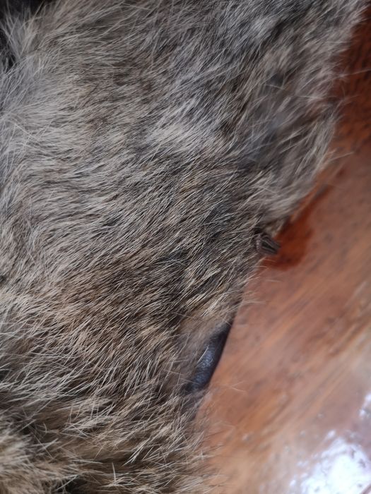 Kamizelka futrzana futro naturalne królik obag