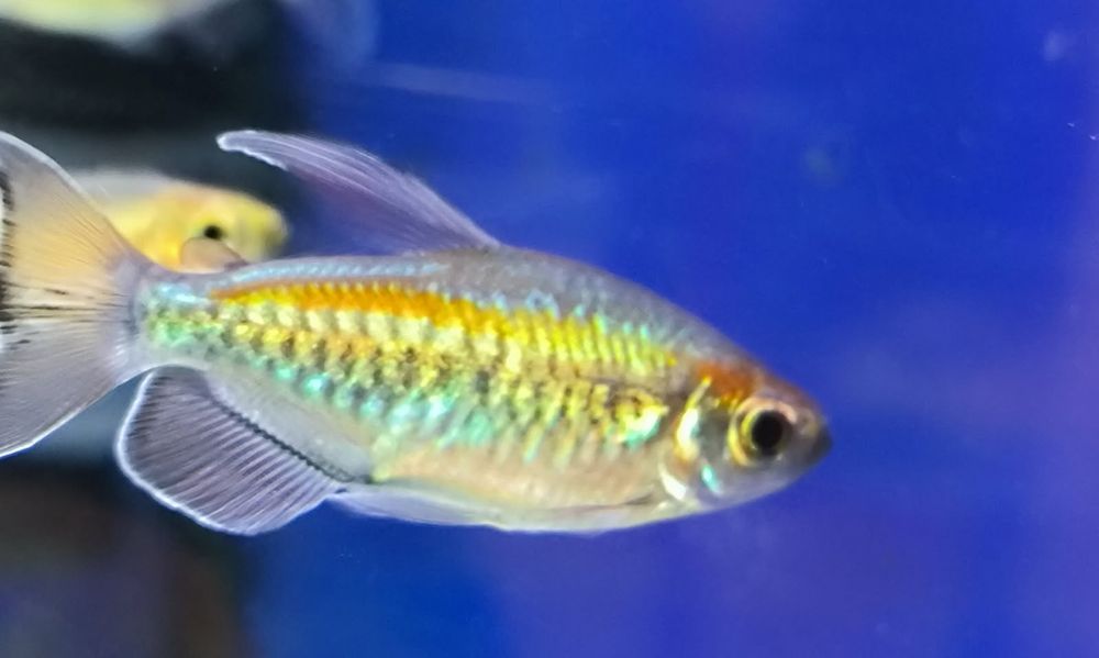 Świecik Kongolanski/Kongijski