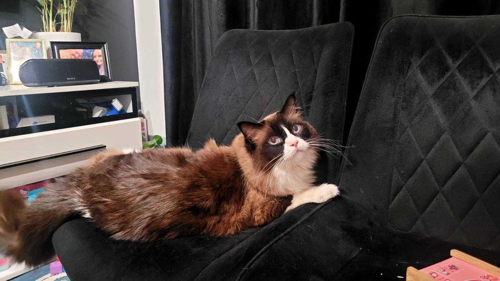 Kot Rasy Ragdoll (Zarezerwowany)