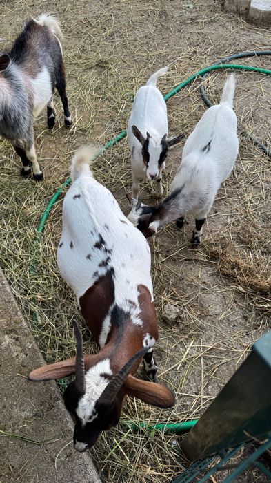 Cabras anãs machos