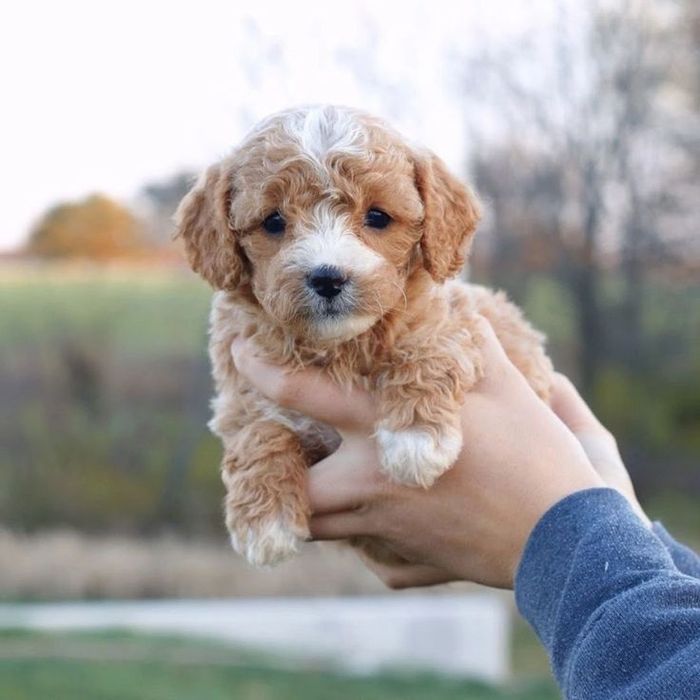 Мальтипу хлопчик — маленький друг із великим серцем