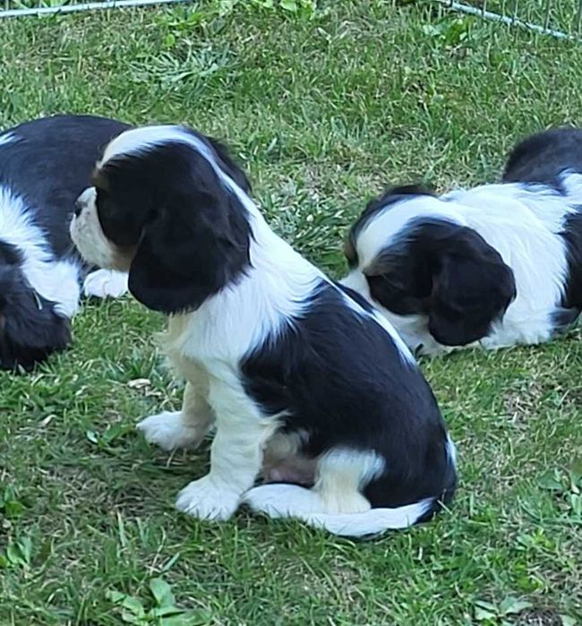 Cavalier King Charles spaniel