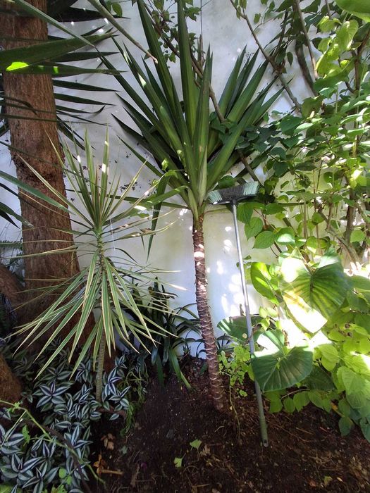Planta Yuca 2 metros