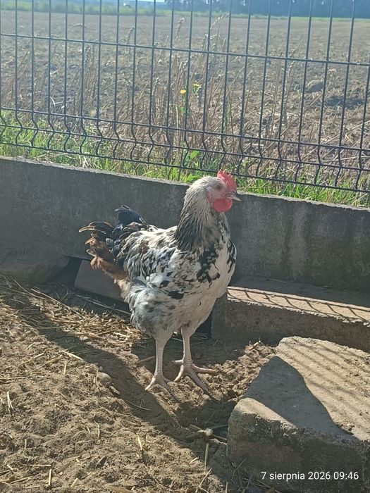 Sprzedam młode koguty