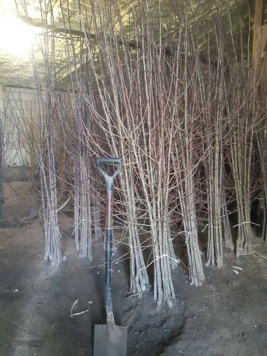 śliwa ,wegierka , haganta , top hit, prezydent, dąbrowicka , jubileum