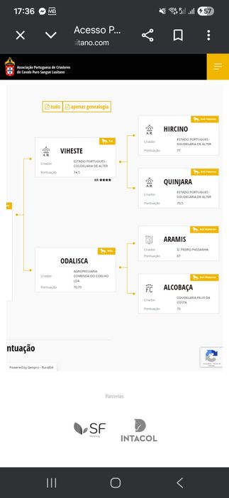 Poldra lusitana 3 anos