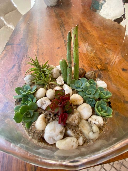 Terrário de plantas suculentas naturais em garrafão de vidro