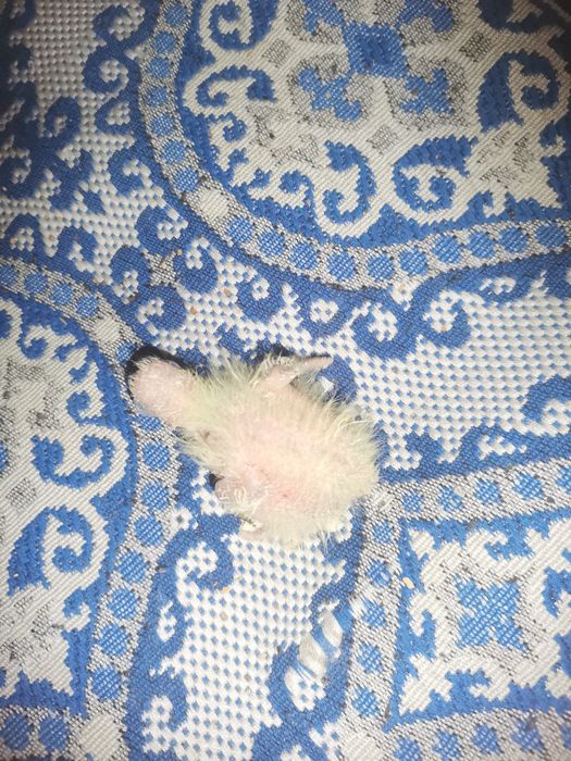 Nimfa oswojona gotowa na wolne loty