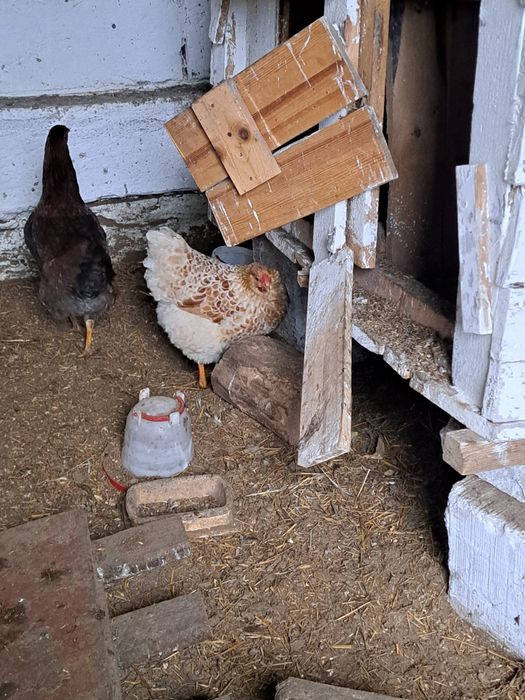 Jajka legowe rasa wyandotte