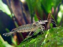 krewetka amano SKLEP ŻYRAFA