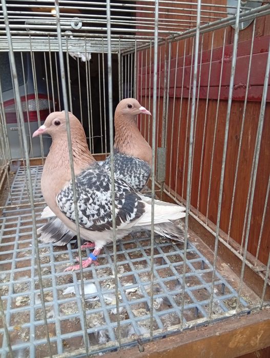 Skowronki Norymberskie grochy Skowronek gołębie ozdobne