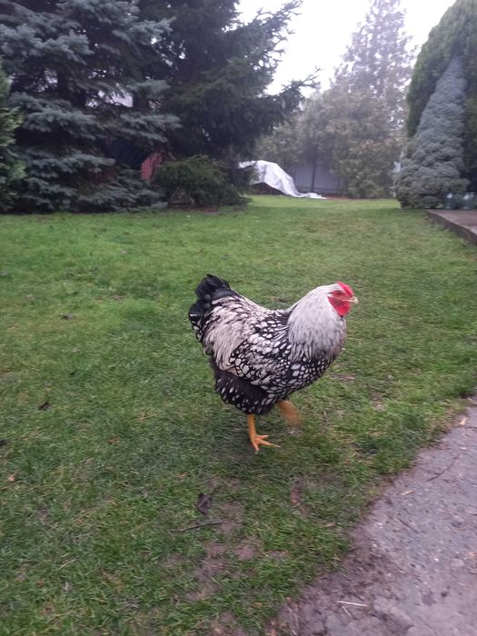 Яйця інкубаційні Віандот срібло