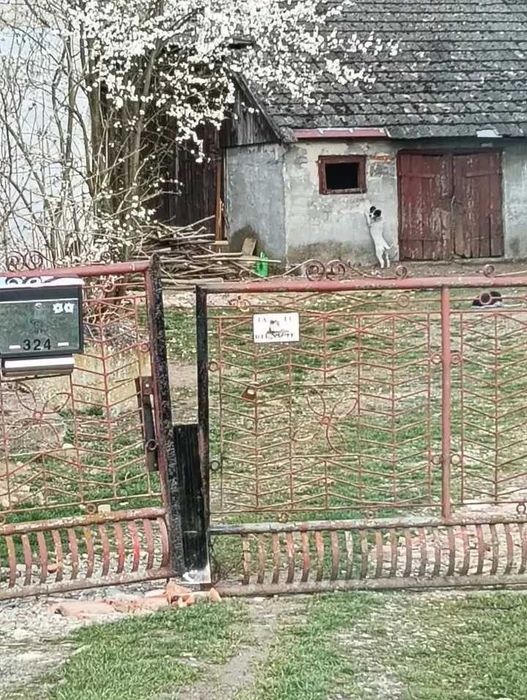Pijacy chcą otruć mamę i szczeniaki ! DT potrzebny na wczoraj !