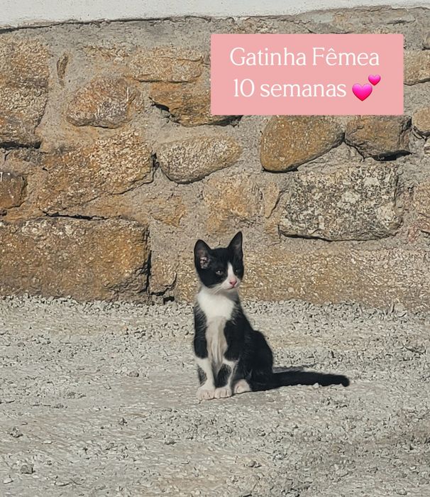 Gatinhos 10 semanas
