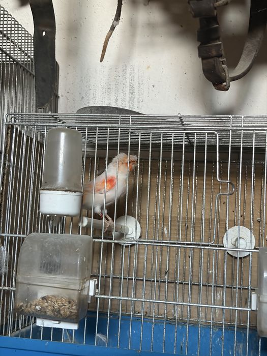 Sprzedam kanarki samce, samice i młodzież