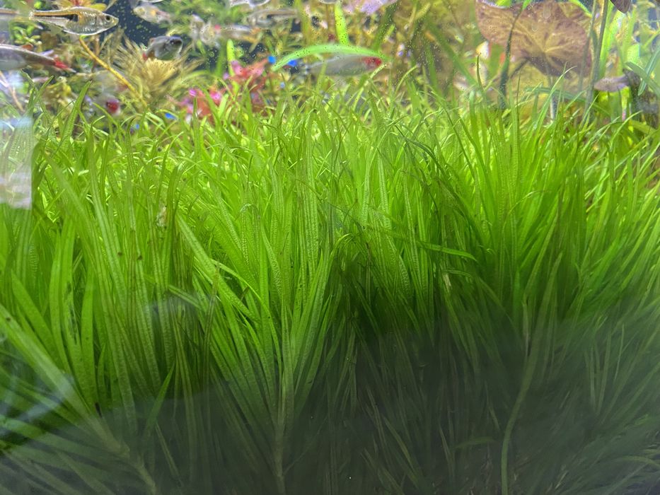 Super zestaw roślin do akwarium dla początkujących