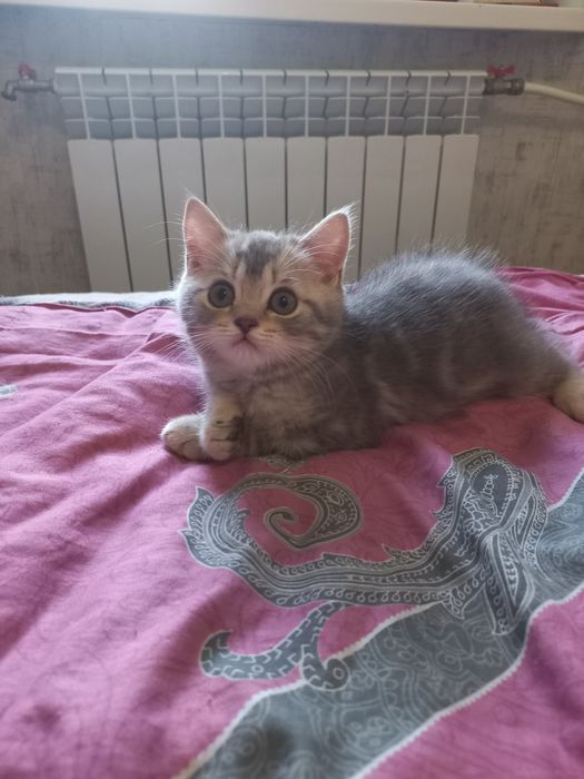 Котики шотландські