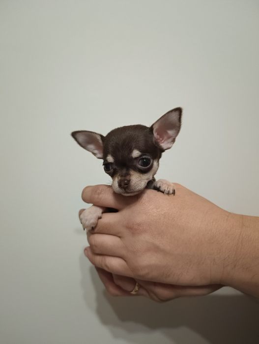 Chihuahua suczka szczeniaczek