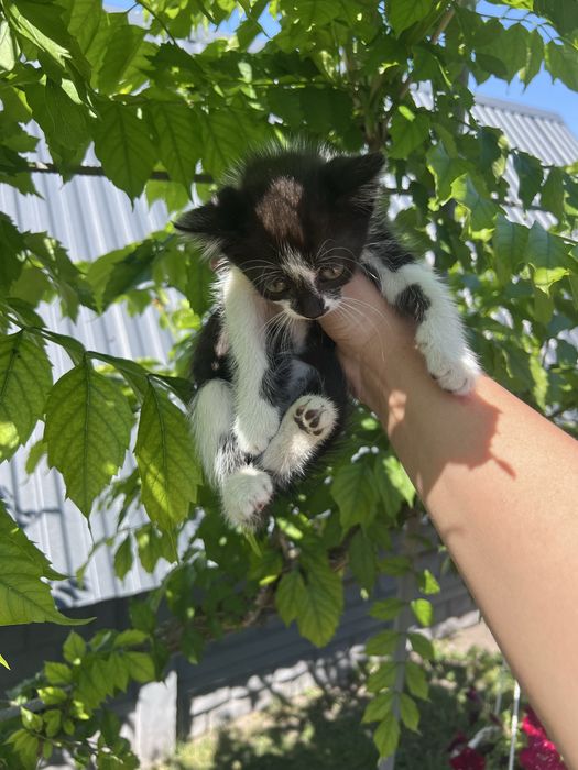 Кошенята в добрі руки