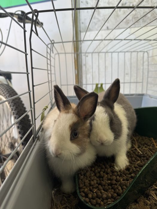 Vendo Coelho anão juntos ou separados