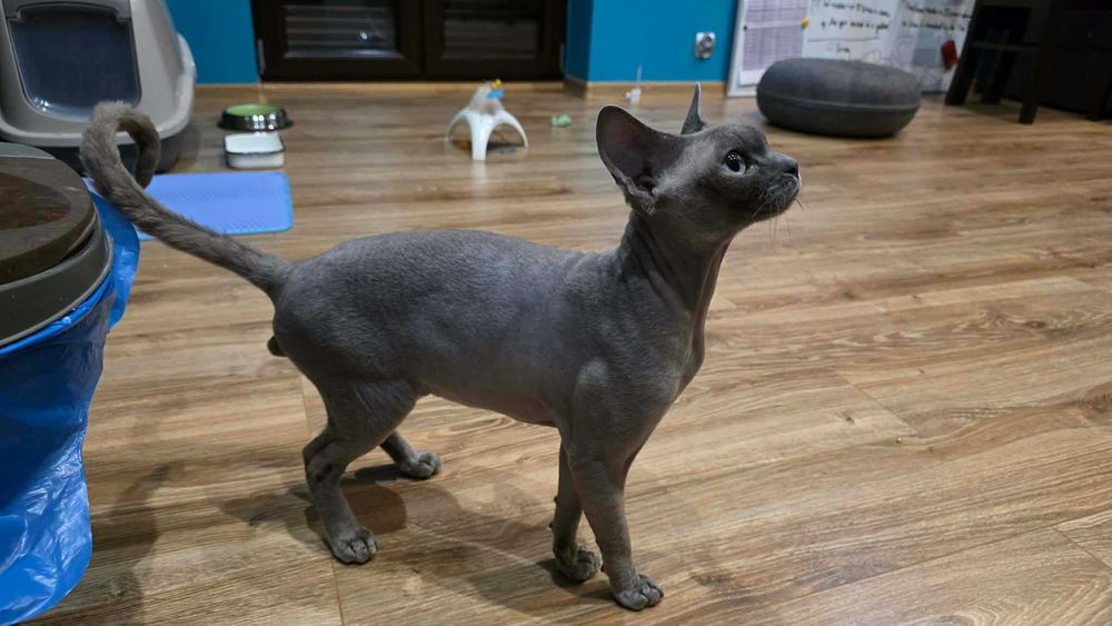 Niebieski miziasty kocurek Devon rex, szuka kochającego domu