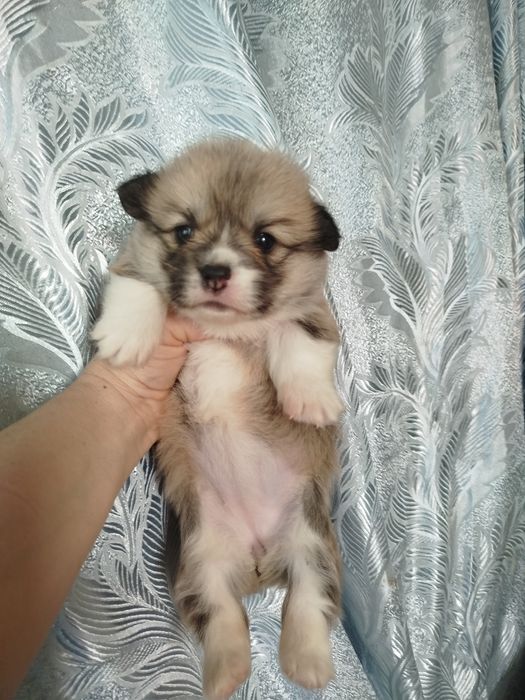 Вельш коргі ремрок