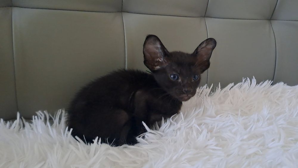 Орієнтальний хлопчик