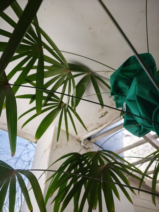 Rapis wyniosły, Rhapis excelsa, Palma biczowa