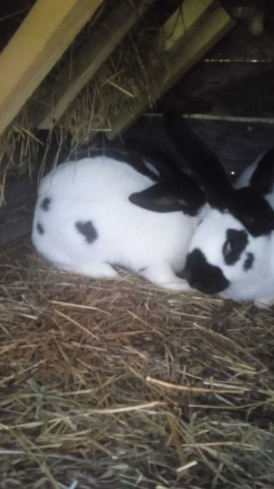 Sprzedam samca i samice