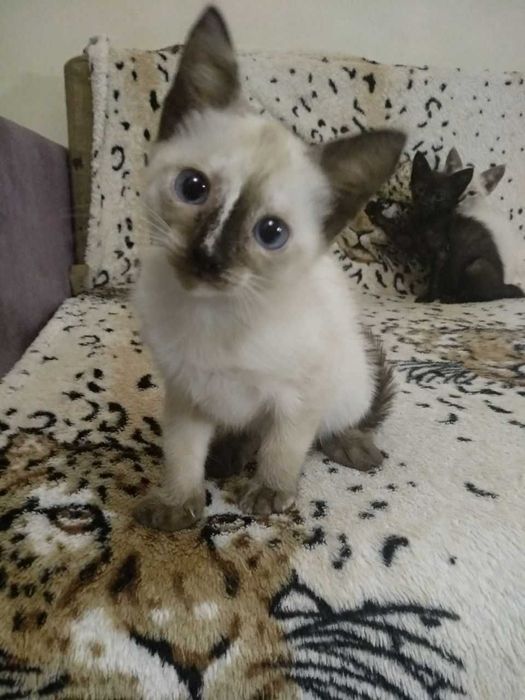 Сіамські  кошенята з блакитними очима. Дарую.