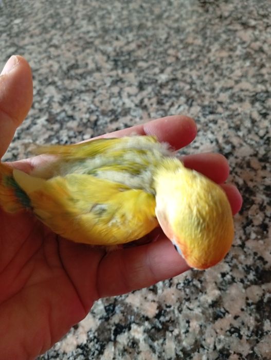 Bebés roseicollis para  acabar de criar á mão