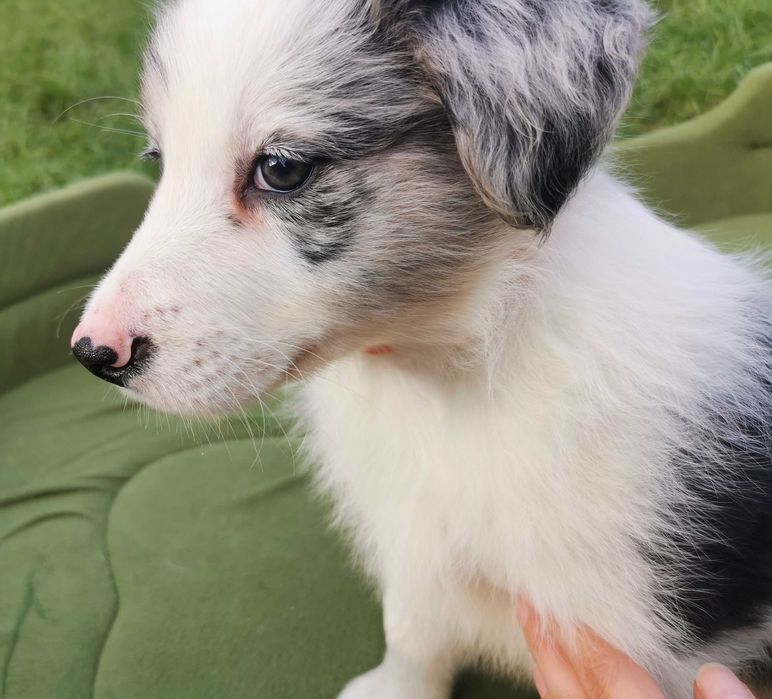 Border Collie-szczeniak Blue Merle