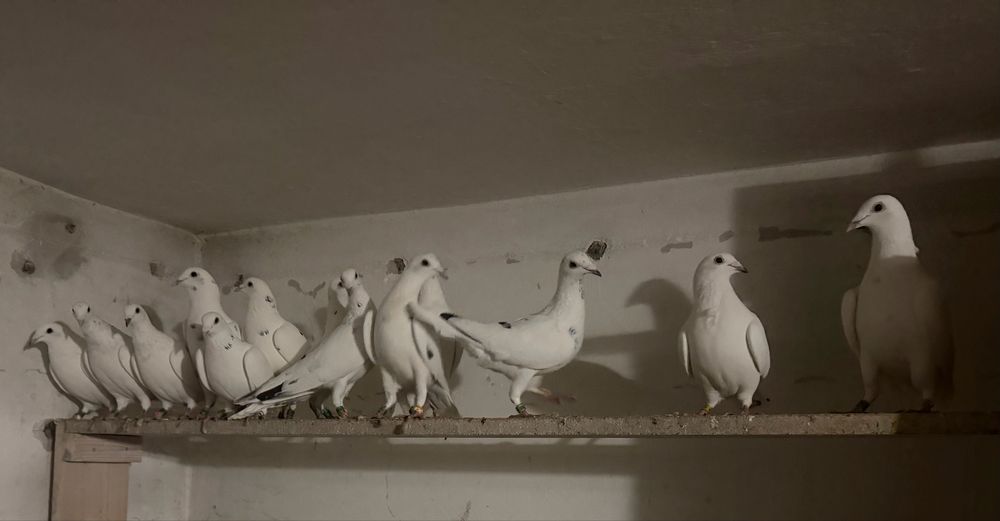 Białe gołębie pocztowe