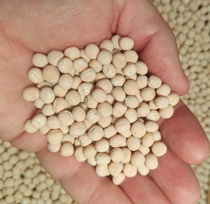 Насіння гороху для мікрозелені (мікрогрін)