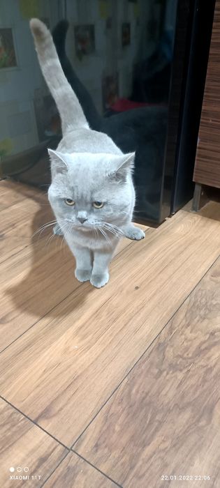 Одесса Вязка британского кота