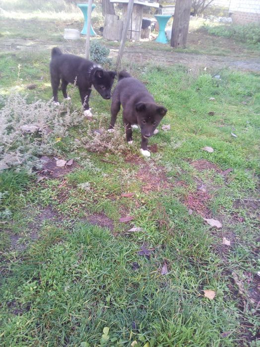 Отдам щенка три с половиной месяца