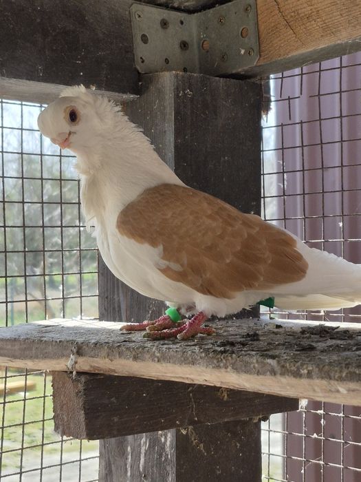 Gołebie mewka polska