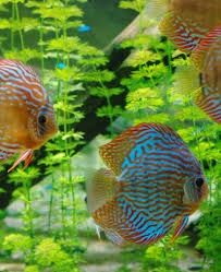 Vendo discus super premium