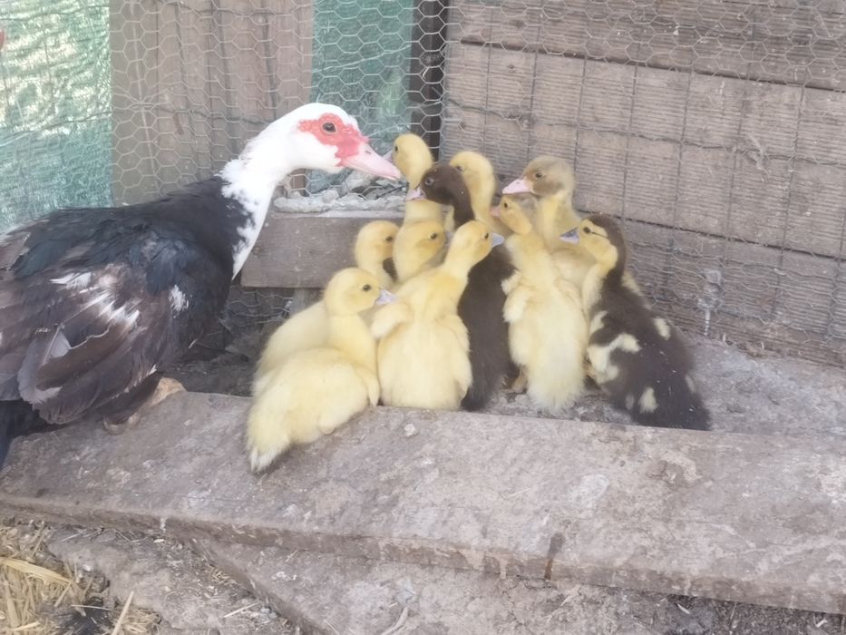 Pata com patinhos