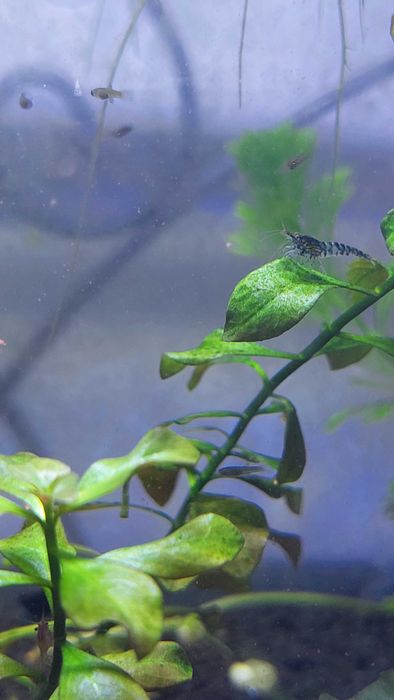 Camarões Red Cherry/Blue Dream - Low Grade