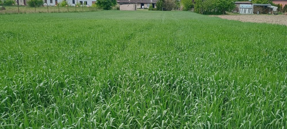Sprzedam dom na działce  2600m2 atrakcyjna lokalizacja
