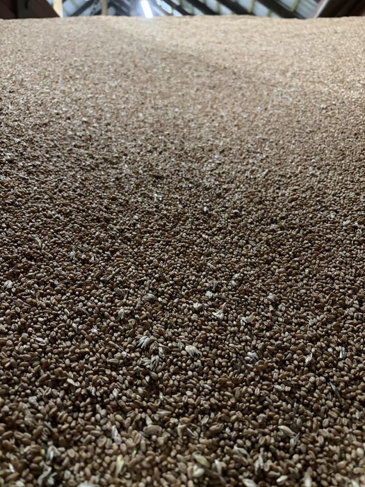 Pszenica zbiory 2025